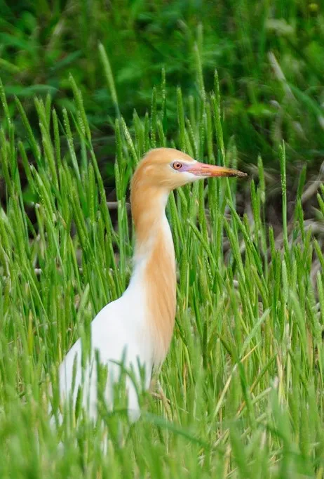 アマサギ