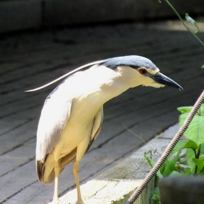 ゴイサギ